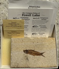 Authentic Fossil Fish \u2013 60 Million Years Old