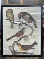 Framed Bird Poster