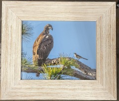 Big Bird & Little Bird Framed Photo