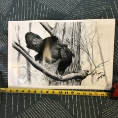 Wild Turkey Study by wildlife artist Jesse Ray.