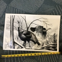 black and white print or drawing featuring wild turkeys in a snowy, wooded environment.