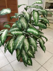 Artificial Plant