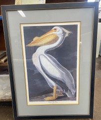 The Mighty Pelican Framed Art