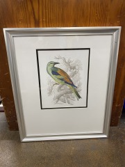 R. Bowdler Sharpe Bird Lithograph