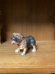 English Bulldog