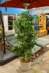 Large Artificial Ficus Tree in Wicker Planter