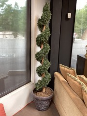 Indoor Tree