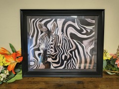 Zebra framed photgraph