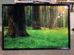 Online:D-Redwoods State Park