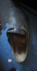 Shoes: Black Clog - Good