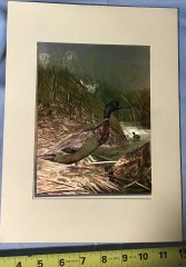 Vintage chromolithograph print of a Mallard Duck, likely published by L. Prang & Co. in the 1890s.