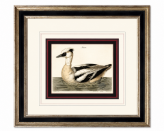 Peter Paillou after Mazell \u2013 Smew Engraving