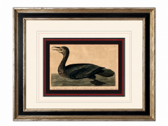 Peter Paillou after Mazell \u2013 Cormorant Engraving