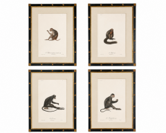 Suite of 4 Primate Studies