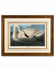 Trumpeter Swan John James Audubon