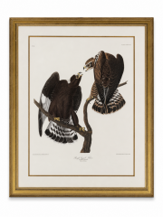 Framed Audubon \u201cRough-Legged Falcon\u201d Print