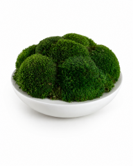 Decorative Moss Bowl Centerpiece