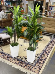 Faux Corn Plant (Each)