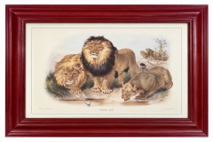 Framed Indian Botanical-Style Print